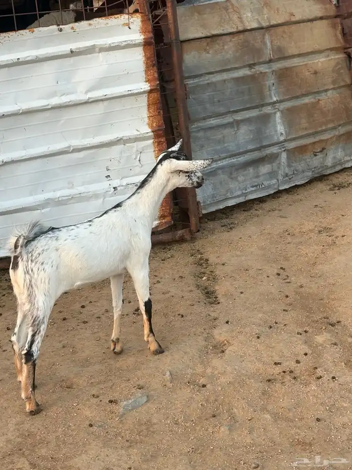 جفره بيشيه تم البيع 0