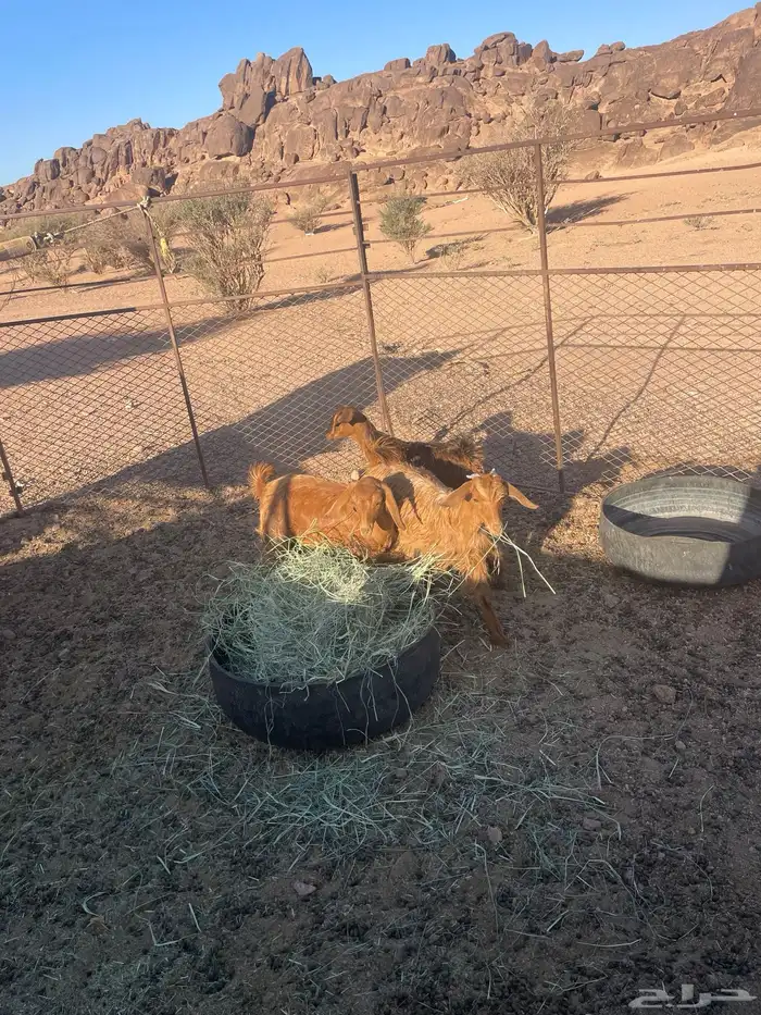 تيسين و عناف 1