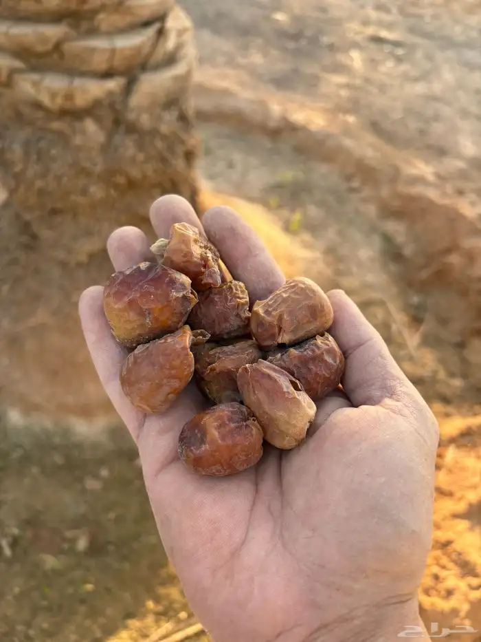 تمر علف ناشف للبيع 1