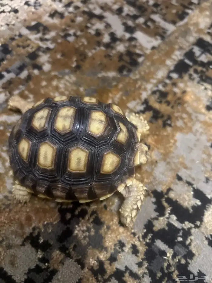 سلحفاة برية سولكاتا 2