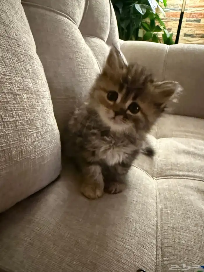 للبيع قطة شيرزايه 0