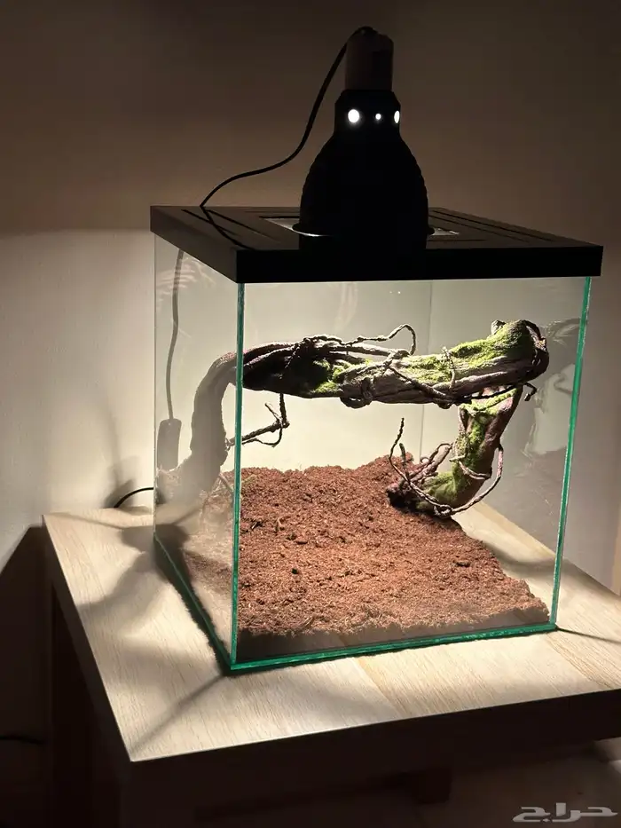 أحواض زواحف 1