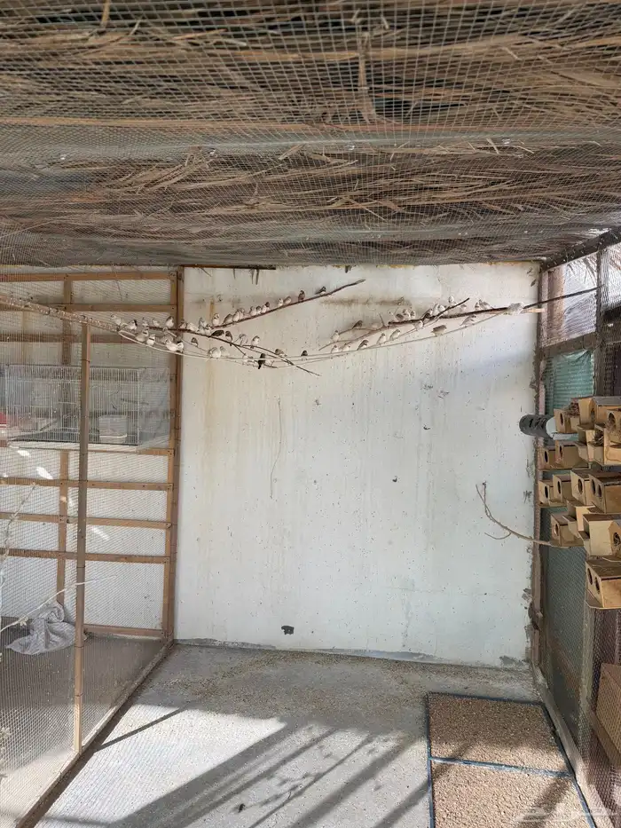 زيبرا هولندي واسترالي 4