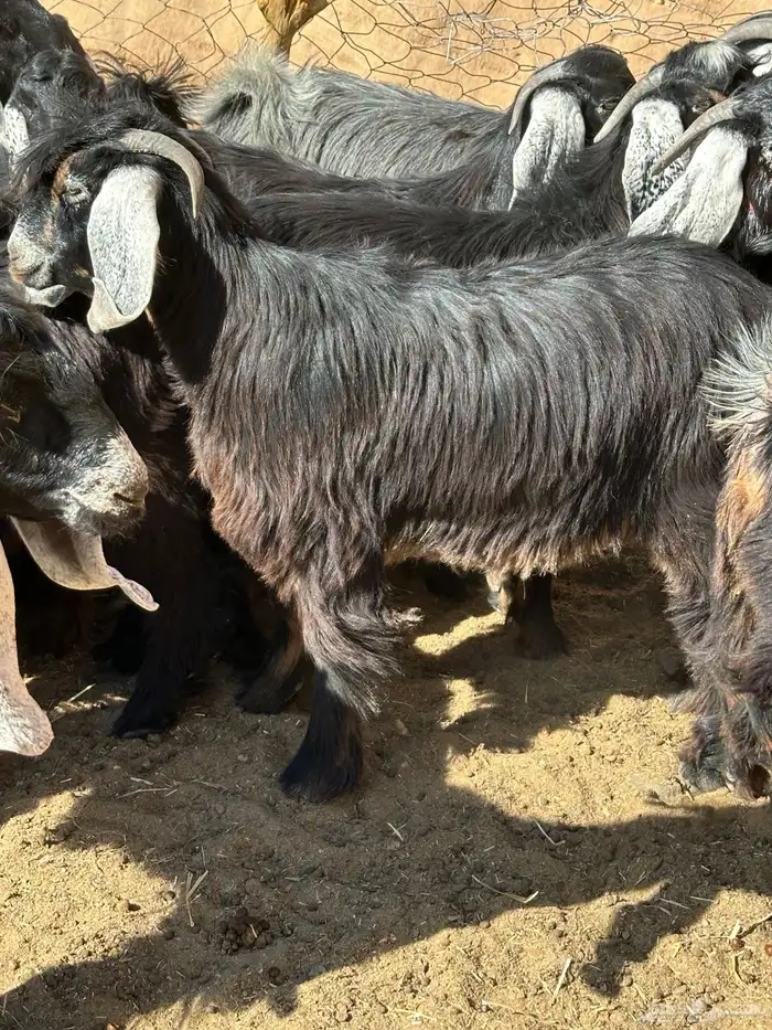 جفار وتيوس 4