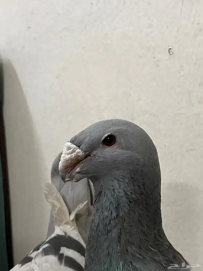 جوز حمام هومر مستوي عالي الصحه شرط 3