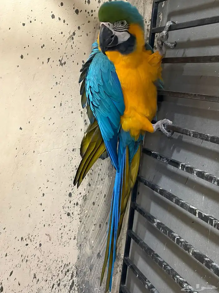 جوز مكاو حجم جامبو 3