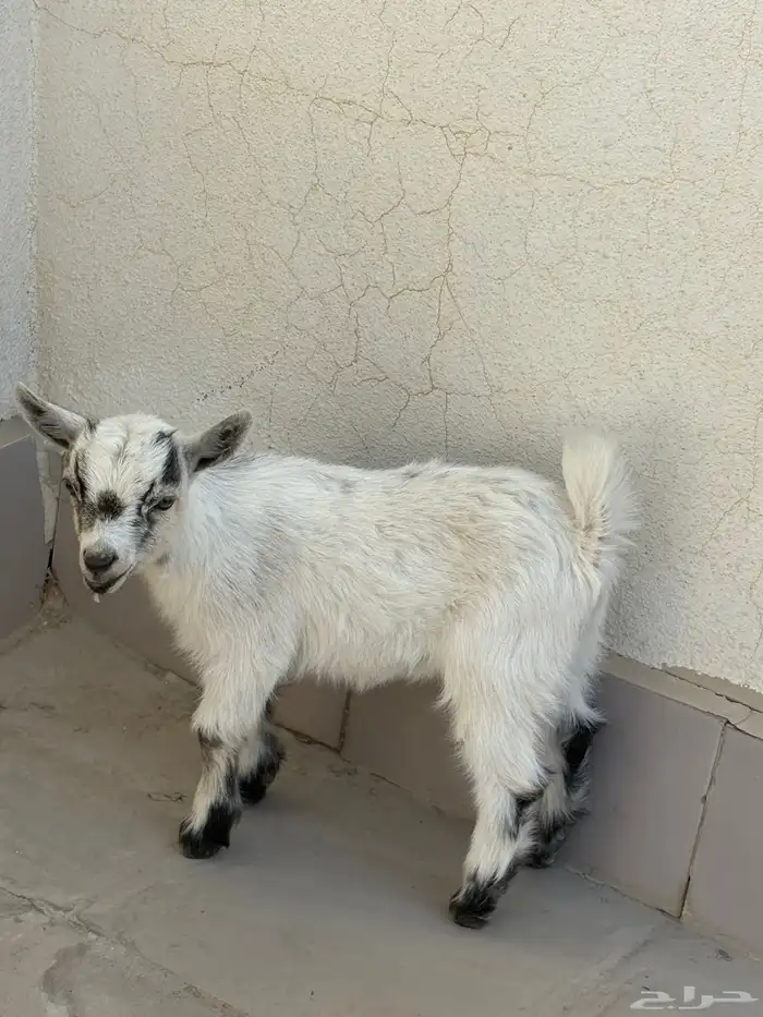 ماعز قزم لعووب جدا 2