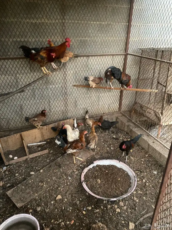 دجاج للبيع 1