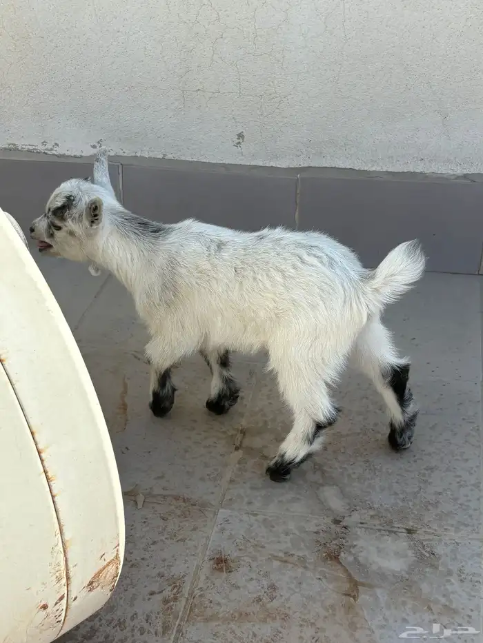 ماعز قزم لعووب جدا 3