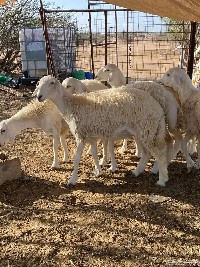 رخال مضاريع تم البيع 1