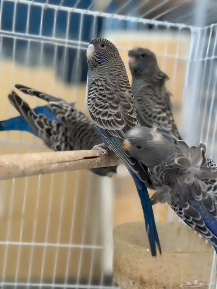 بادجي بلاك 1