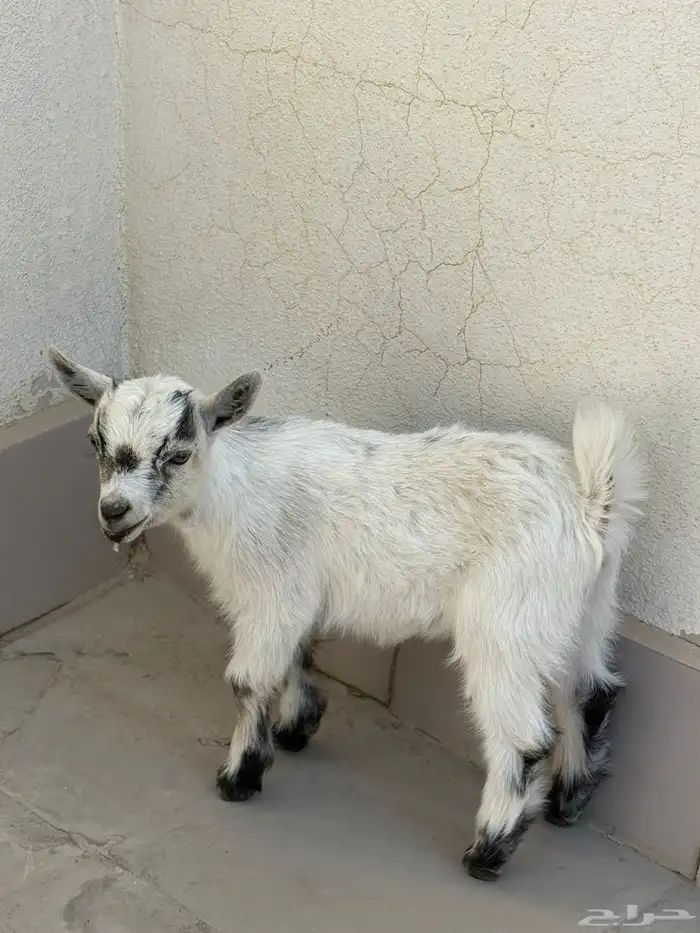 ماعز قزم لعووب جدا 0