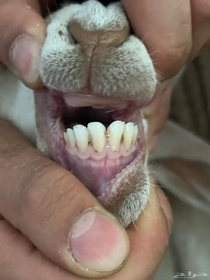 بربرية تحتها رخلة 4