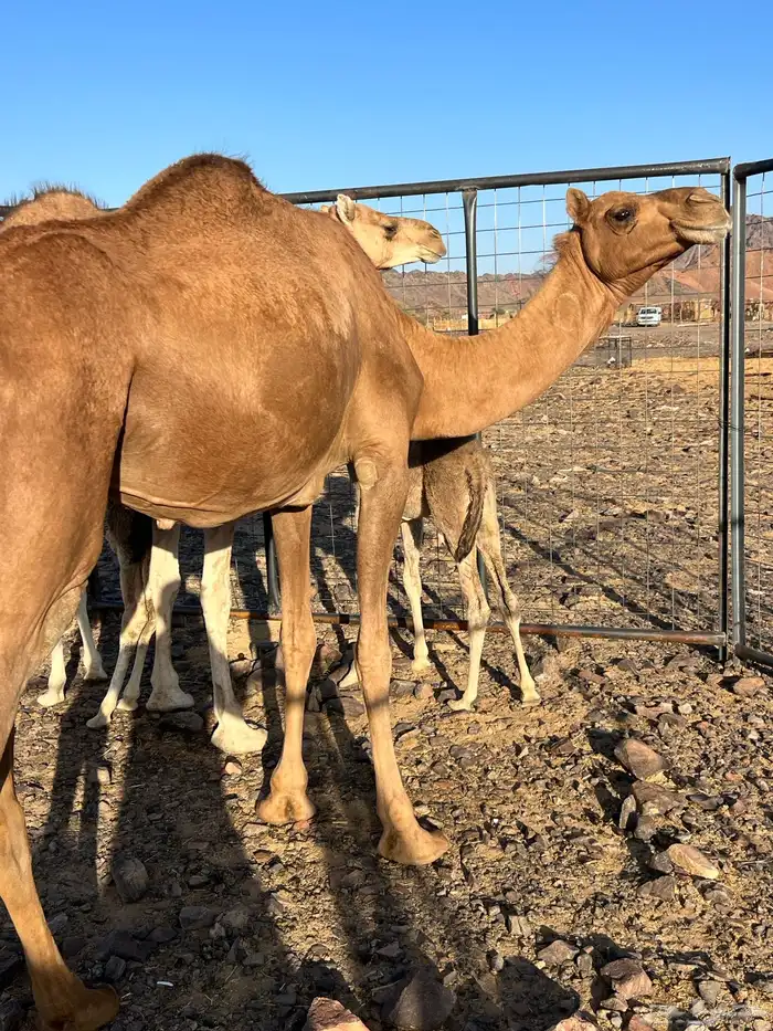 خلفه بكر تحتها بكره ب 12500 تم البيع 1