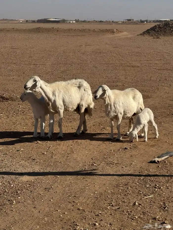 مطافيل حريات 5