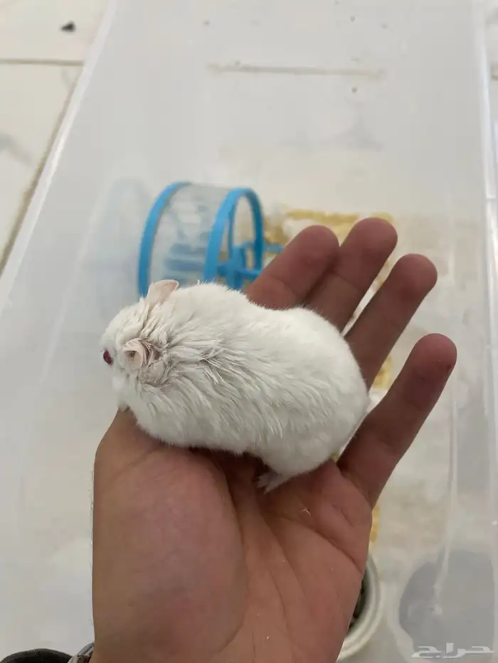 هامستر روسي ذكور اليفه 7