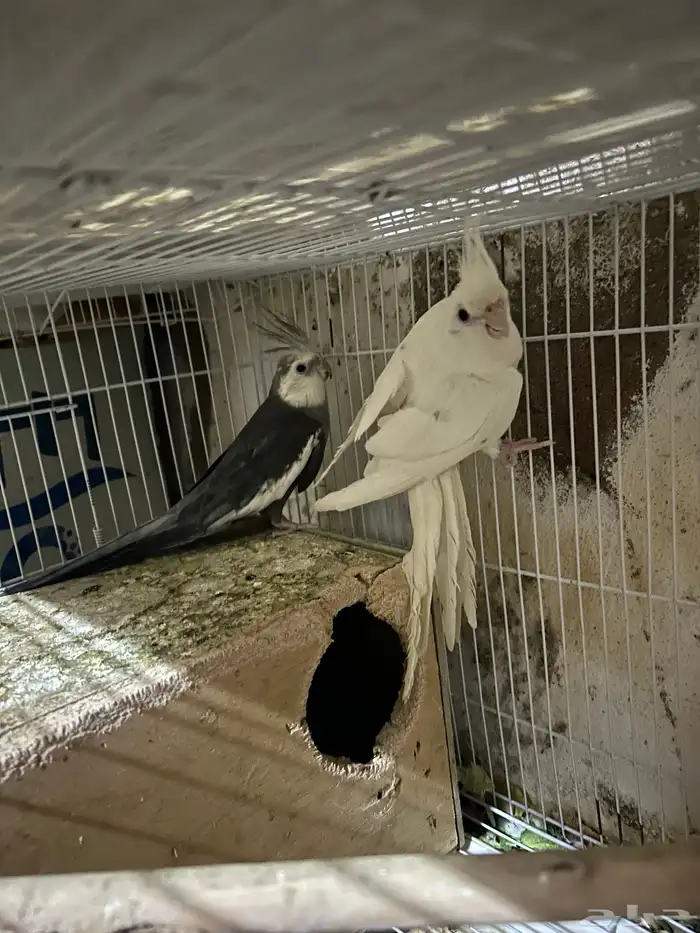 سلام عليكم جوز كروان 3