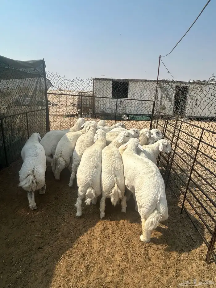 نعيم هرافي ونعيم جبر ووسط وحريات جبر ووسط وهرافي وتيوس عواض 18