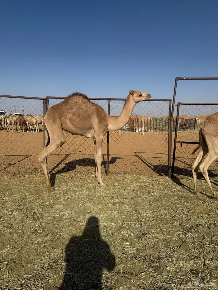 قعود البيع 0