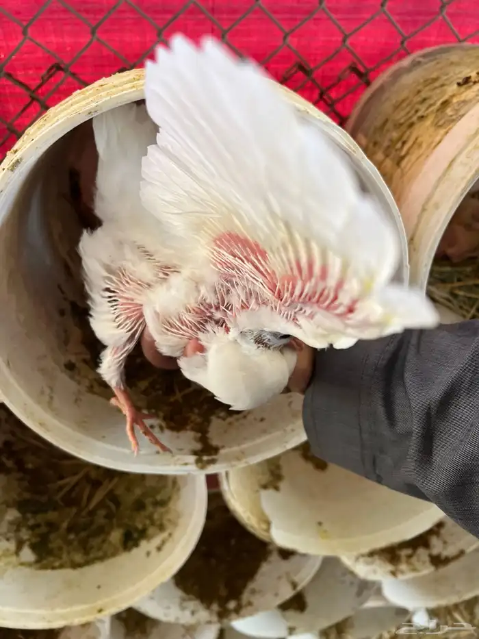 زغليل حمام فرنسي 0