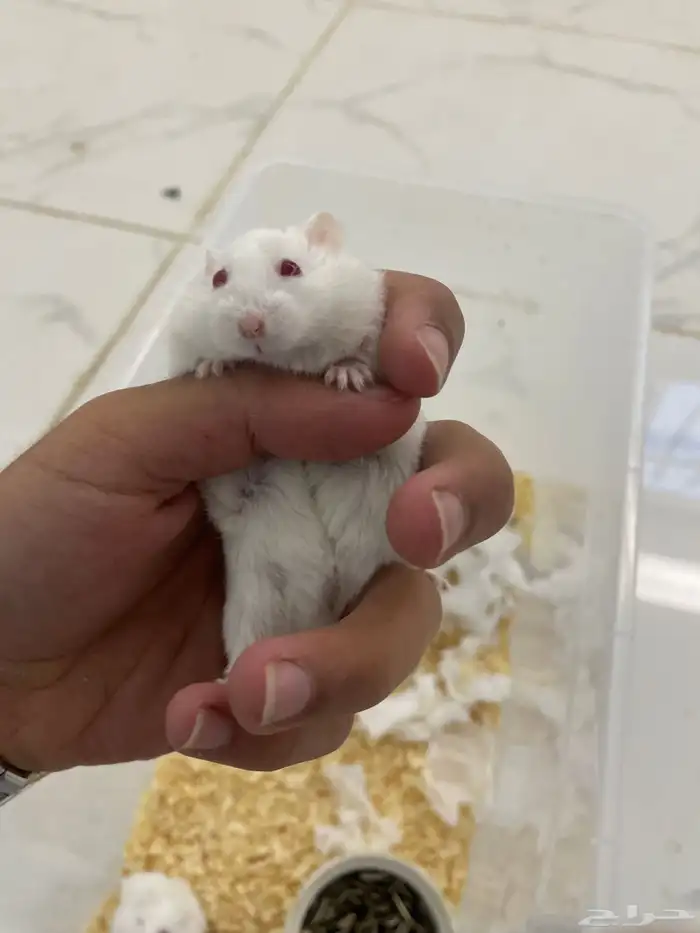 هامستر روسي ذكور اليفه 6