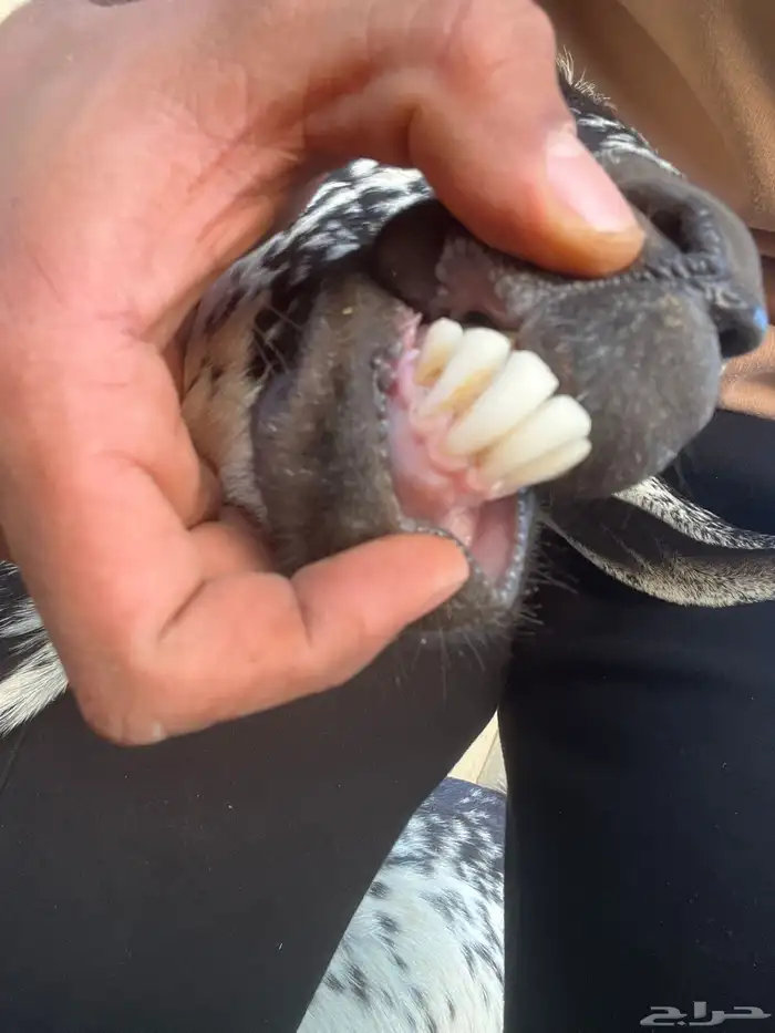 شاه منتوج بعناق 0