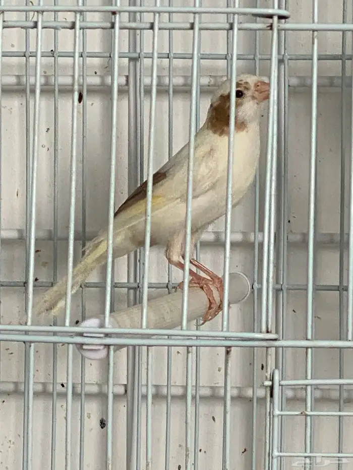 كناري اعمار خمسه شهور 0