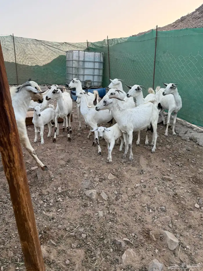 ماعز بيشيات مواليد 1