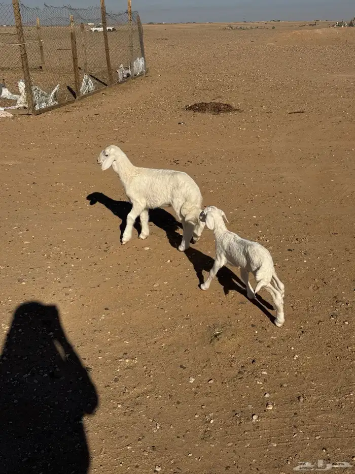 مطافيل حريات 1