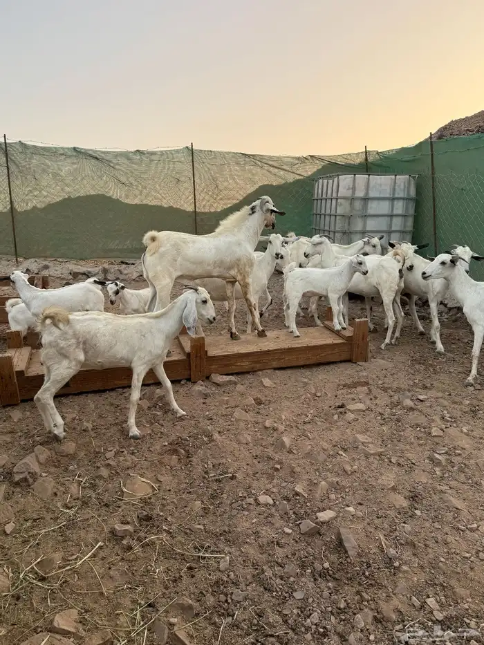 ماعز بيشيات مواليد 5