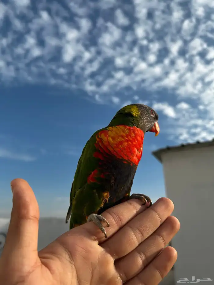 لوري ينبو اليف و متكلم و يرقص و لعوب مشاء الله 7