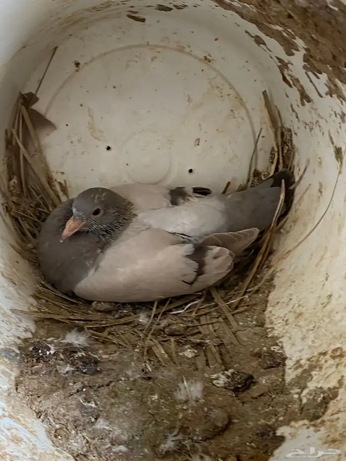 للبيع فروخ حمام فرسني سلفر جامبو 2