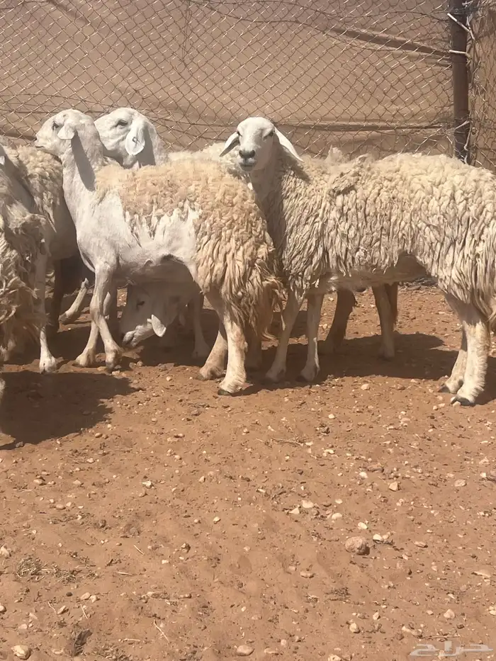 غنم حريات حرش كفو صنف فواخر دفيع ومضاريع للبيع 13