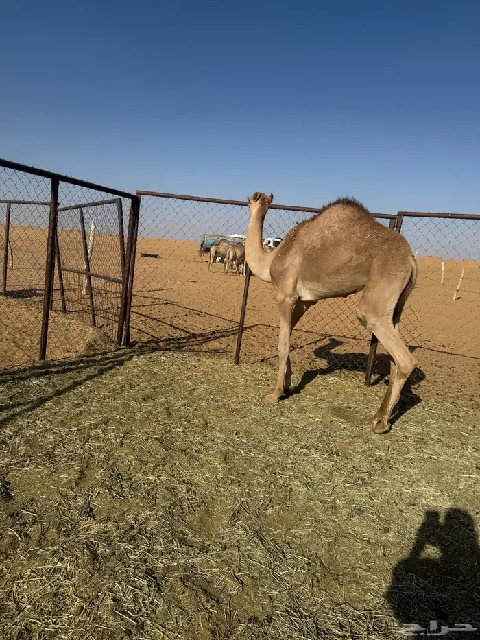 قعود البيع 2