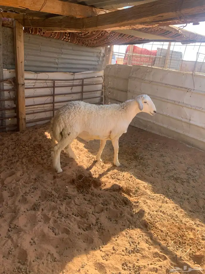 طلي حري طيب 1