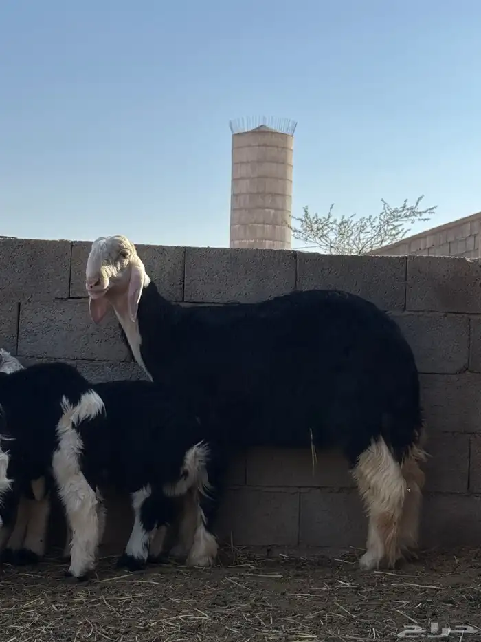 نجد صنف مقاني 0