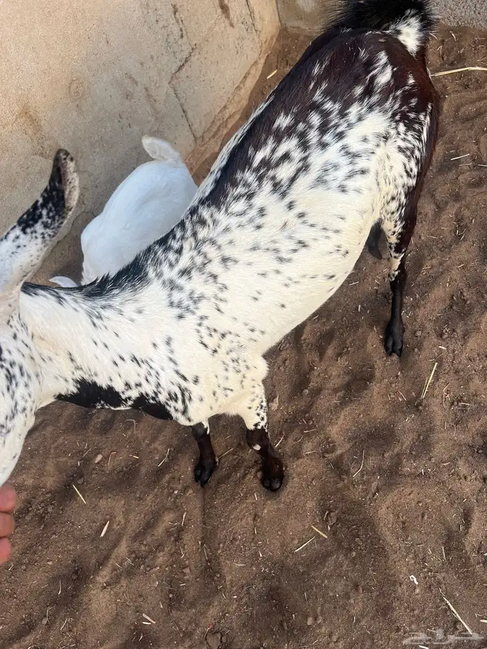 شاه منتوج بعناق 1