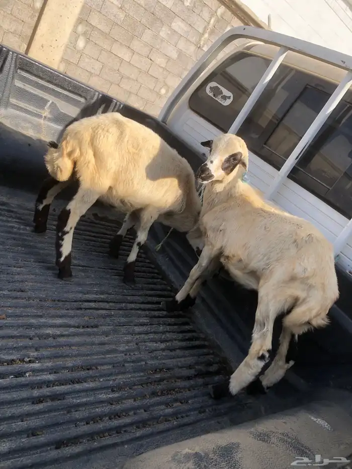 للبيع اثنين فران بلدي صحتها شرط العمر من شهرين الى ثلاثه شه 0