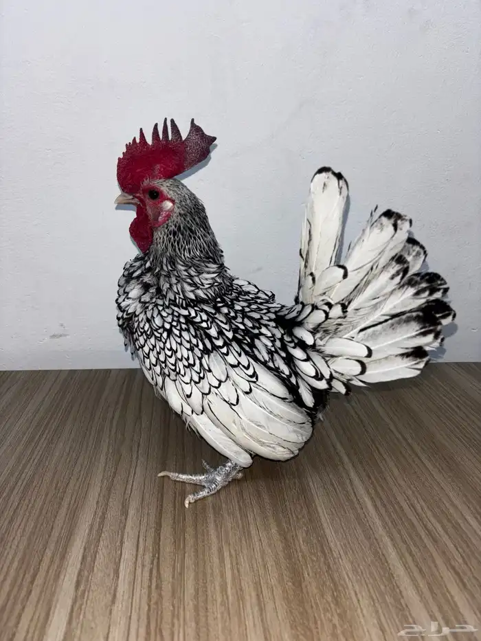 ديك سبرايت منتج 3