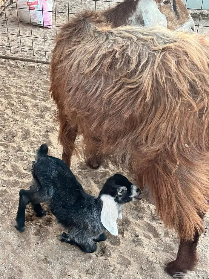 عنز عارضيه 1