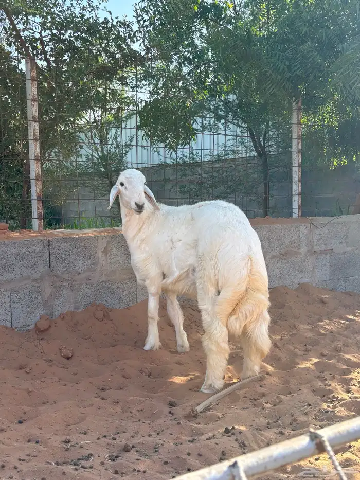 حري مشروع فحل معرف 2