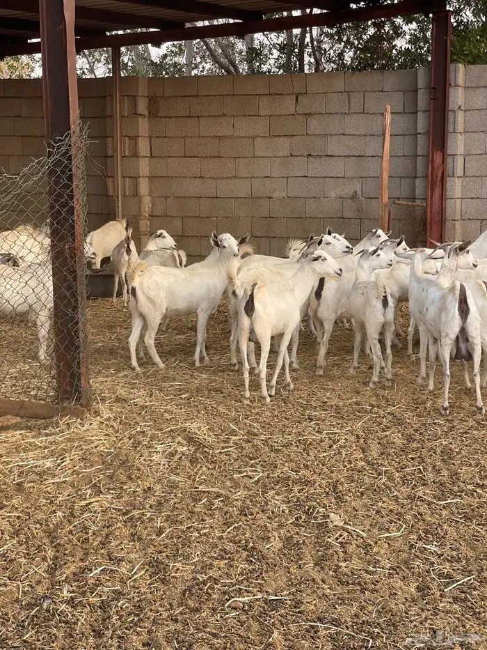 معزى بيشيات شبب بالفحل للبيع التواصل واتساب 4