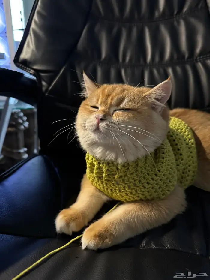 قطة للبيع السعر قابل للتفاوض ذكر سكوتش معقم ومطعم 4