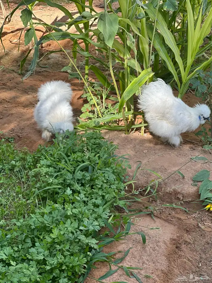 للبيع 3 ديوك قطني 2