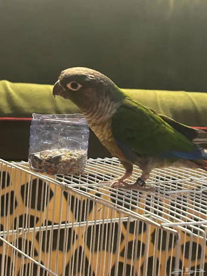 كنيور اليف 5