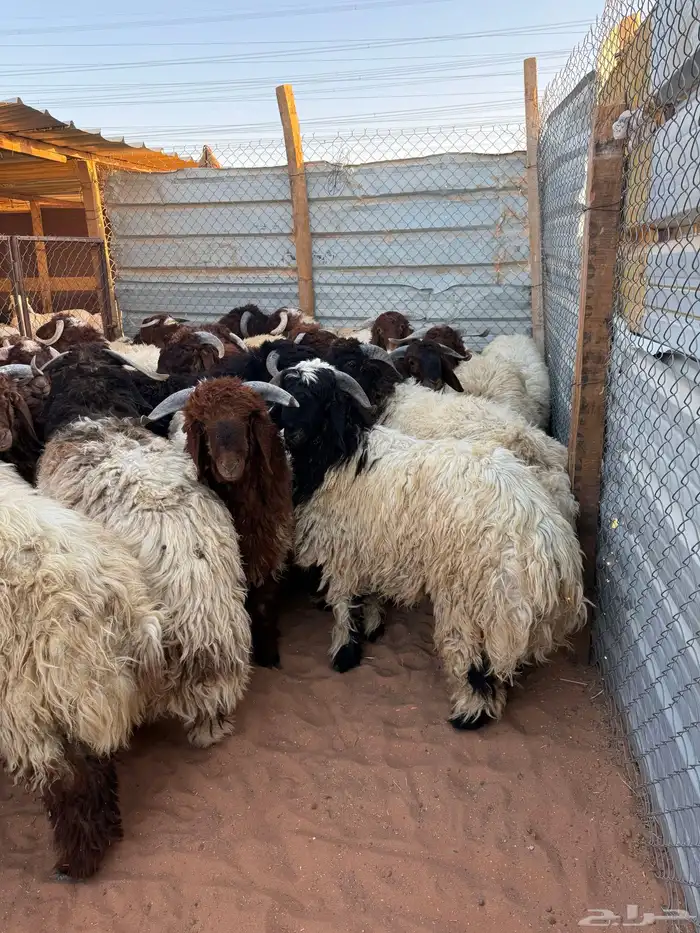 ذبايح نعيمي بلدي كناور جبر 1