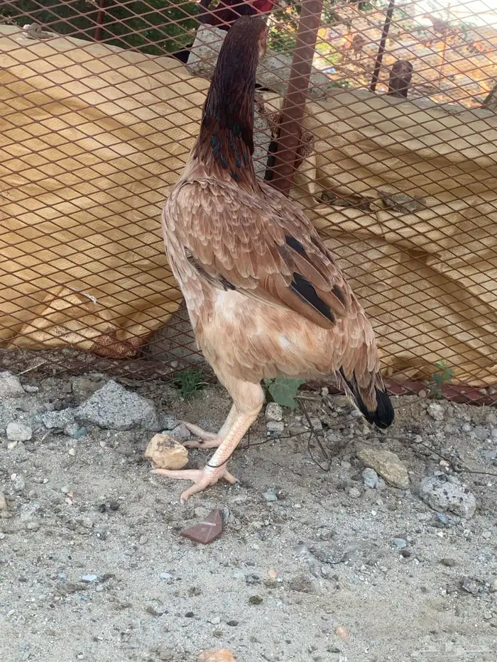 ديكه انثئ باكستاني 3