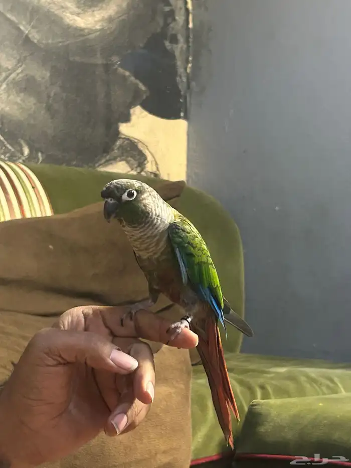 كنيور اليف 0