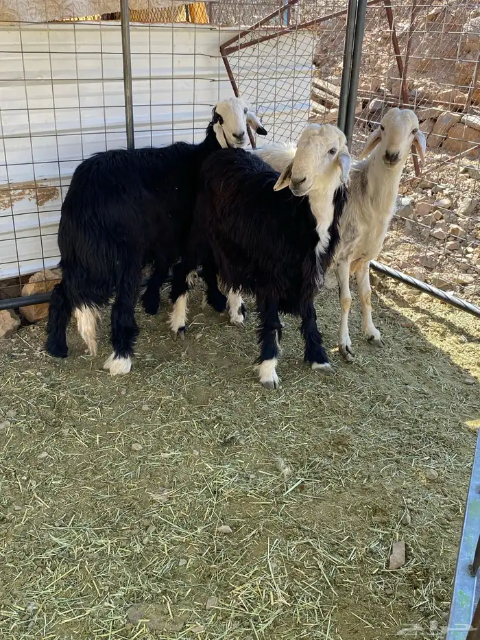 طليان نجديه 5