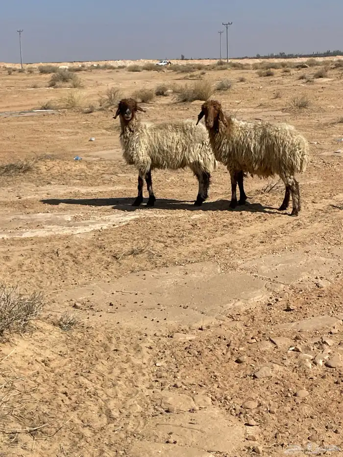 غنم حيل والعلم عند الله 2